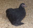 normal_black_pekin_pullet_1~0.jpg