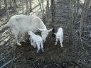 normal_blenheim_the_goat_045~0.jpg