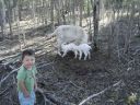 normal_blenheim_the_goat_049~0.jpg