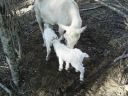 normal_blenheim_the_goat_055~0.jpg
