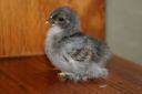 normal_blue_dun_chick_1_week_old~0.jpg