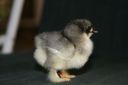 normal_blue_dun_pekin_chick_2_days_3-10-08~1.jpg