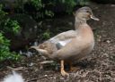 normal_blue_fawn_duck_apr_09~0.jpg