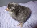 normal_blue_grey_pekin_chick~0.jpg