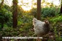 normal_blue_laced_wyandotte~0.jpg