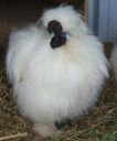 normal_bob_new_silkie_cckerel~0.jpg