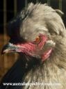 normal_boss_chookie_clone~0.jpg