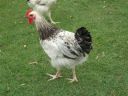 normal_boy_2_sussex_cockerel~0.jpg