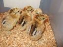 normal_brahma_chicks_1_week_old~0.jpg