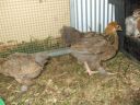 normal_brahma_cockerel_and_pullet~0.jpg