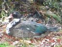 normal_bronze_muscovy_drake.jpg