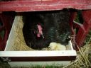 normal_broody_hen___chicks_016.jpg