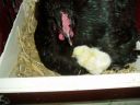 normal_broody_hen___chicks_021.jpg