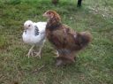 normal_bruce_the_brahma_and_sussex_pullet~0.jpg