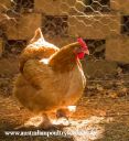 normal_buff_cochin_x_light_sussex_hen-3592~0.jpg