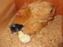 normal_buff_hen_with_babies.jpg
