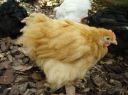 normal_buff_pekin_cockerel_8_wks_2~0.jpg