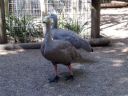 normal_cape_barren_geese_01.jpg