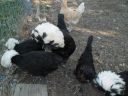 orig_white_crested_blacks~0.jpg