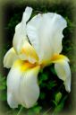 orig_white_iris_-_copy.jpg