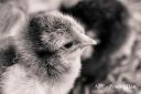 orig_wyandotte_chick_2.jpg