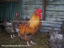 partridge_orp_ckl_2008.jpg