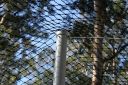 peacock_yard_top_of_support___net.jpg