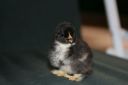 pekin_chick_birchin_2_days_3-10-08.jpg