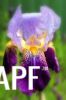 thumb_purple_iris_-_copy.jpg