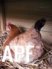 thumb_rear_view_of_lady_frances_laying_her_egg_today~1.jpg