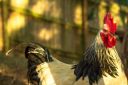 rooster_sunset-4040_1.jpg