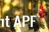 thumb_rooster_sunset-4040_2~1.jpg