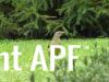 thumb_satin_bower_bird.jpg