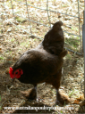screen_shot_2012-06-08_at_2_32_58_pm.png