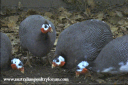 screen_shot_2012-06-11_at_7_25_39_pm.png