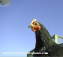 screen_shot_2012-06-23_at_2_07_15_pm.png