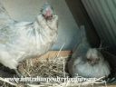 secret_hen_s_business.jpg