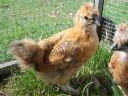 silkie_sussex_cross_chick_1.jpg