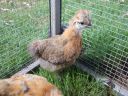silkie_sussex_cross_chick_2_0.jpg