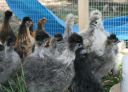 silkies___de_watermaels_8_wks_old.jpg