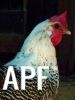 thumb_silver_campine_hen.jpg