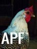thumb_silver_campine_hen_0.jpg
