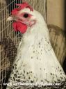 silver_campine_hen_28229.jpg