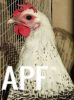 thumb_silver_campine_hen_28229~0.jpg