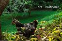 silver_laced_wyandotte.jpg