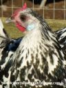 silver_spangled_hamburgh_hen.jpg