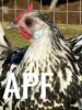thumb_silver_spangled_hamburgh_hen~0.jpg