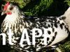 thumb_silver_spangled_hamburgh_in_the_sun~0.jpg