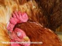 sleeping_in_the_softest_of_feathers.jpg
