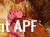 thumb_sleeping_in_the_softest_of_feathers~0.jpg